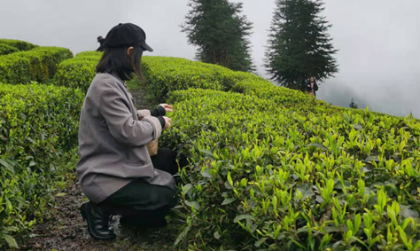 【互动家园】旭信小姐姐采茶初体验
